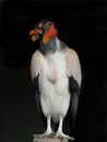 King vulture Bird , Sarcoramphus papa